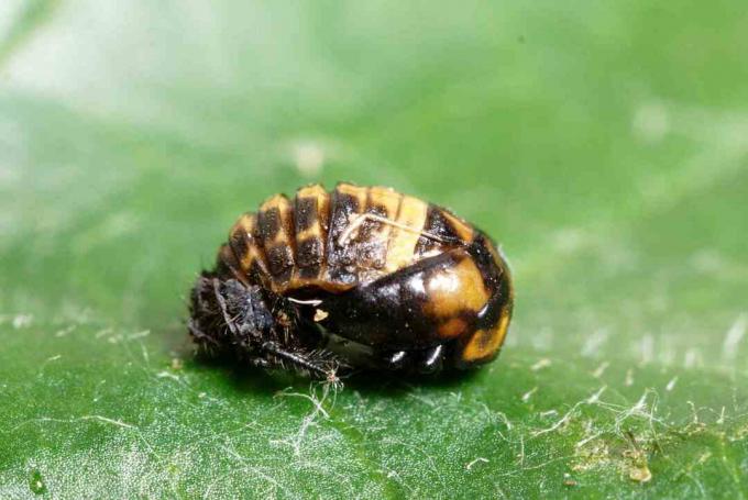 Pupa serangga pada daun hijau menutup.