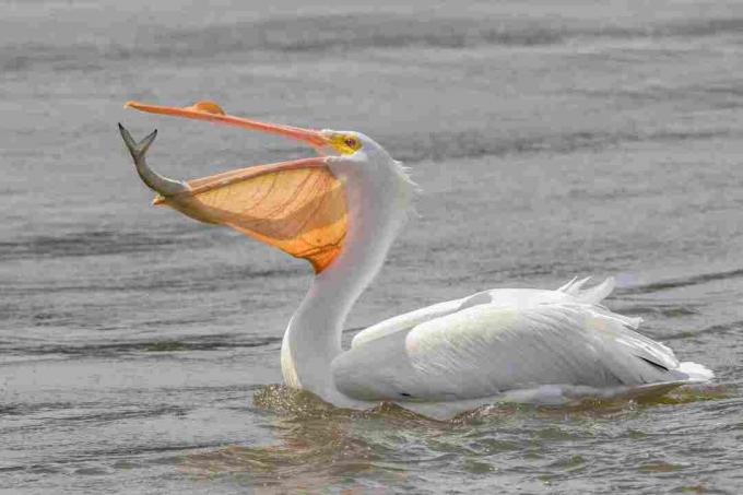 Pelican Putih Hebat (Pelecanus onocrotalus)