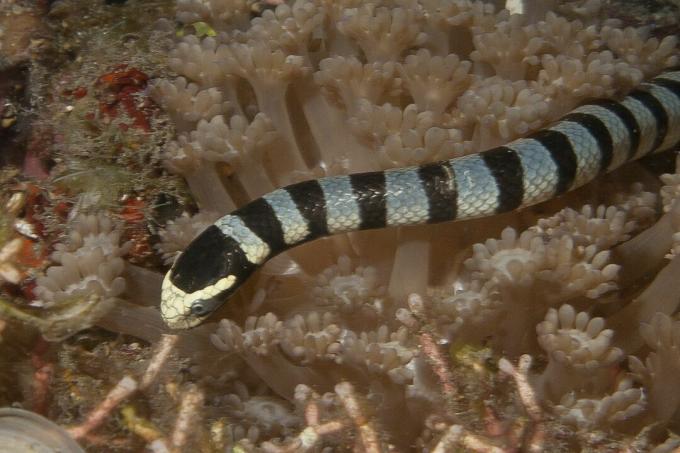 Penghancuran habitat dan penangkapan ikan yang berlebihan merupakan ancaman bagi kelangsungan hidup ular laut.