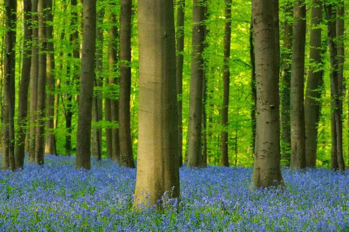 Bioma hutan termasuk hutan beriklim sedang, hutan tropis, dan hutan boreal. Hutan beech yang digambarkan di sini terletak di Belgia.