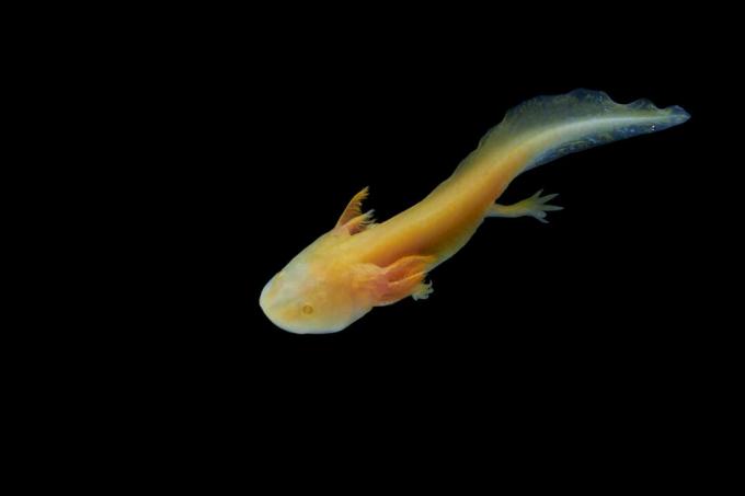 Axolotl (Ambystoma mexicanum) menunjukkan neoteny, yang berarti ia tetap dalam bentuk larva sepanjang hidup.