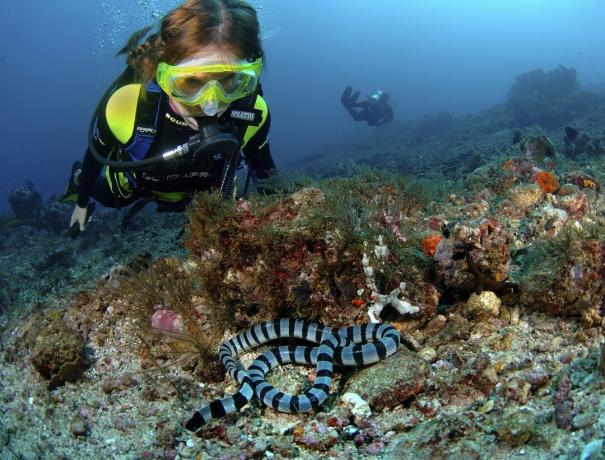 Ular laut memperhatikan dengan seksama, tetapi bisa menggigit jika terancam.