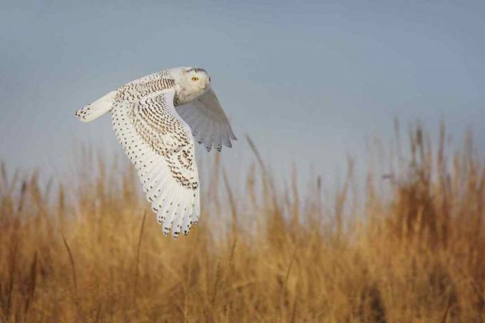 Burung Hantu Bersalju dalam Penerbangan Elegan di Atas Rumput di Jones Beach, Long Island