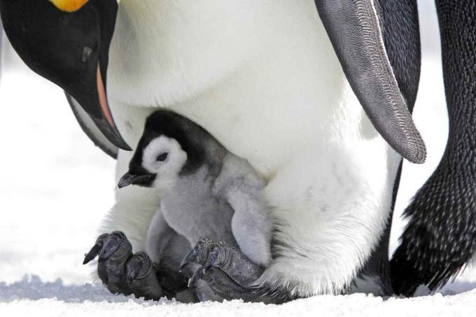 Kaisar penguin cewek di kaki ayah.