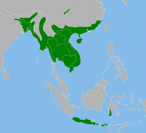 Kisaran python Burma di Asia.