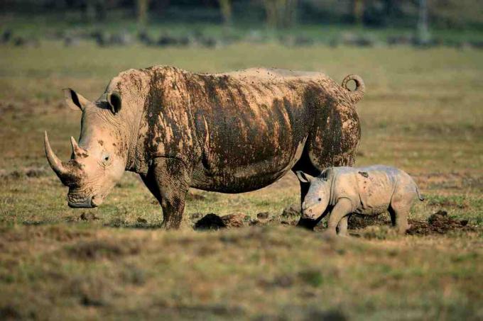 Badak betina dengan cub