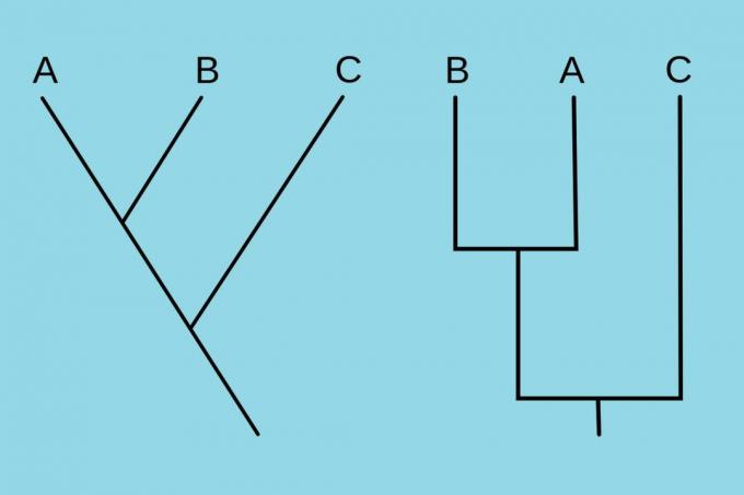 Dua cladogram identik