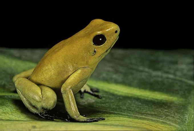 Katak racun emas (Phyllobates terribilis) adalah katak panah racun paling beracun.