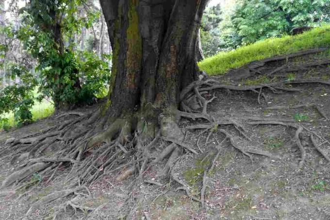 Akar pohon hackberry.