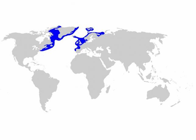 Distribusi hiu Greenland