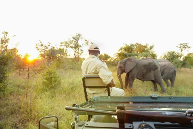 Panduan pelacak pelestarian duduk di depan kendaraan safari melihat Gajah Afrika di cagar alam