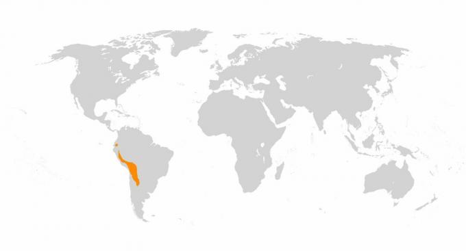 Llamas dan alpacas dihasilkan dari domestikasi guanacos dan vicuna di Andes.