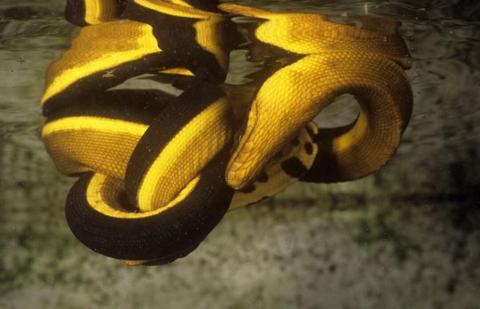 Yang disebut ular laut California sebenarnya adalah ular laut berperut kuning.