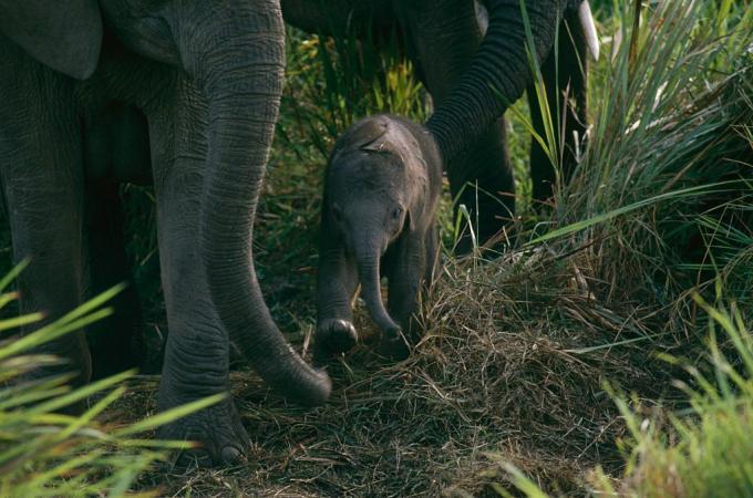 Baby Elephant di Taman Nasional Virunga