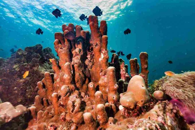 Underwater Tube sponge Pillar Coral pada terumbu karang merupakan sistem penangkapan karbon