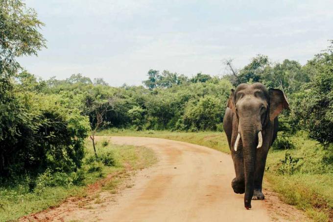 Gajah Asia di Taman Nasional Yala