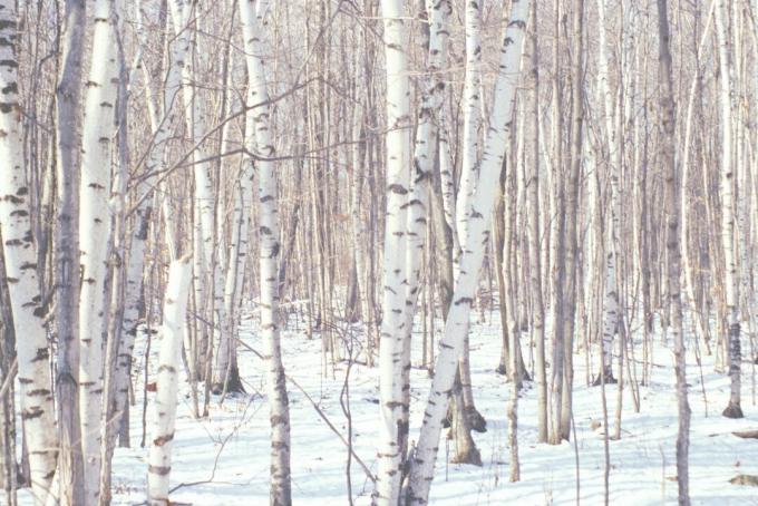 Hutan pohon birch dan salju