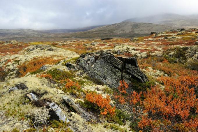 Lansekap tundra musim gugur di Norwegia, Eropa.