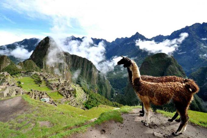 Llama di Peru