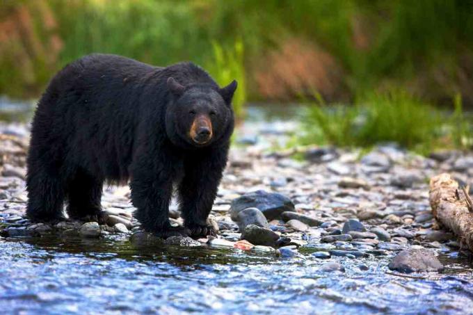 Beruang hitam (Ursus americanus) berdiri di aliran berbatu, British Columbia, Kanada