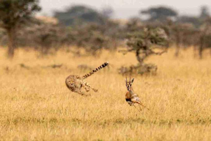 Cheetah menggunakan ekornya untuk membantu mengubah arah sembari mengejar.