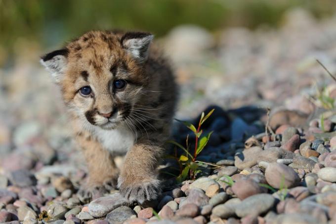 Anak kucing singa gunung terlihat dan memiliki mata biru.