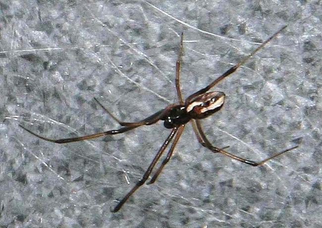 Laba-laba redback jantan