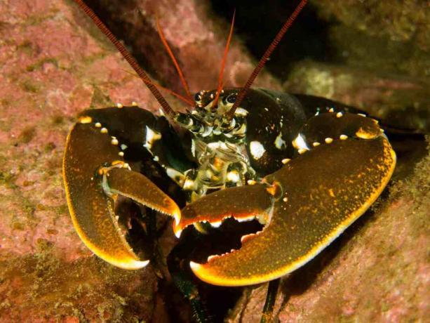 Lobster di antara bebatuan