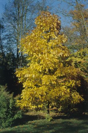Shagbark pohon hickory