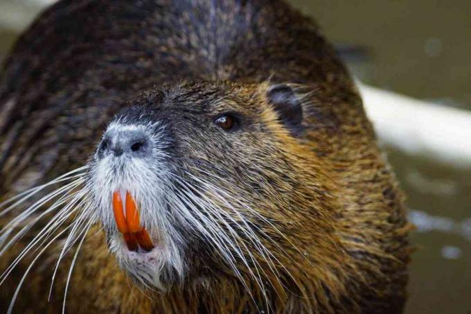 Close-up Nutria