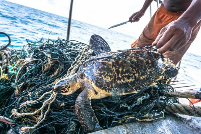 Pria dengan pisau menyelamatkan Penyu sisik yang sangat terancam punah kusut Ghost Net