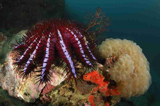 Crown-of-Thorns Starfish / Borut Furlan / WaterFrame / Getty Images