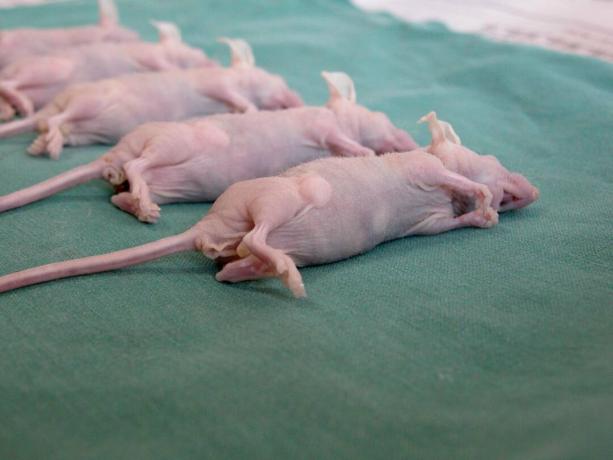 Berbeda dengan tikus mol telanjang, tikus telanjang dan tikus lainnya rentan terhadap tumor.