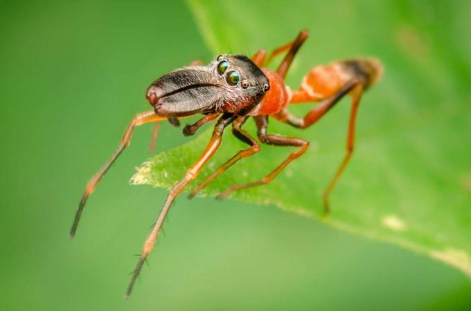 Dengan jarak mata di sekitar kepalanya, laba-laba ini mendapatkan jangkauan penglihatan yang sangat baik.