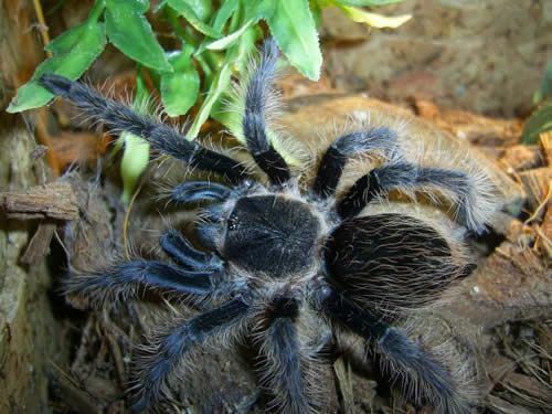 Curlyhair Tarantula (Brachypelma albopilosum)