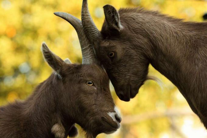 Pygmy Goats Billy dan Nanny