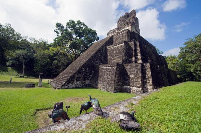 Kalkun Ocellated (Agriocharis ocellata) di Tikal