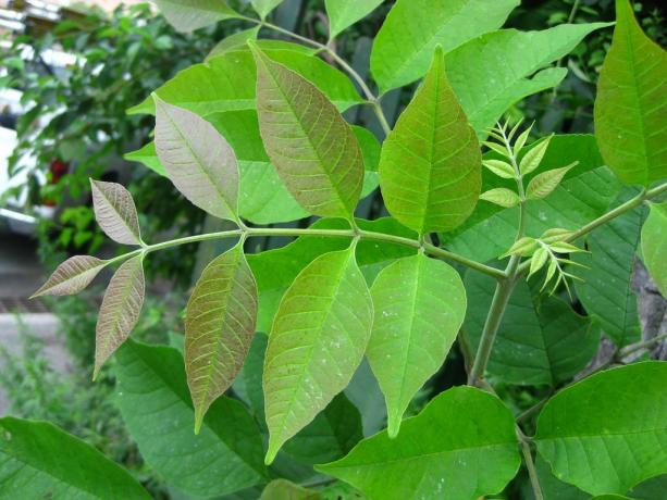 Fraxinus americana: Daun muda Ash Putih