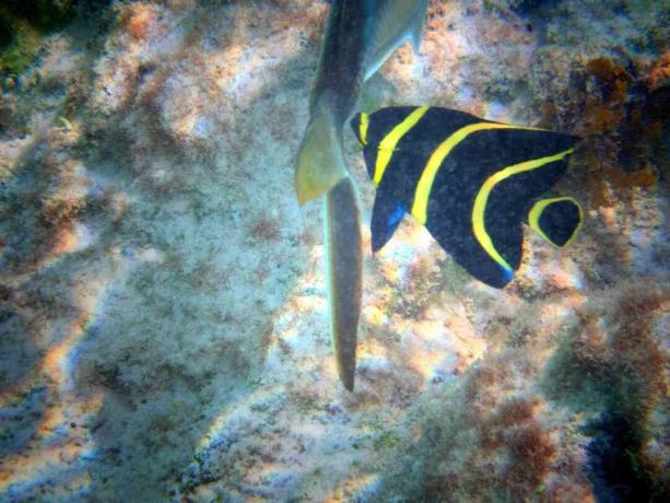 Juvenile French Angelfish membersihkan ekor Bar Jack