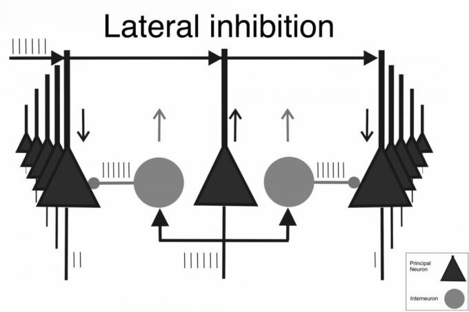 Penghambatan Lateral