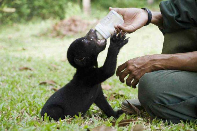 Anak beruang madu minum dari botol