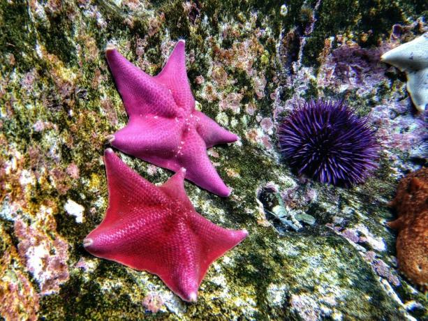 Echinodermata: Starfish dan landak laut ungu