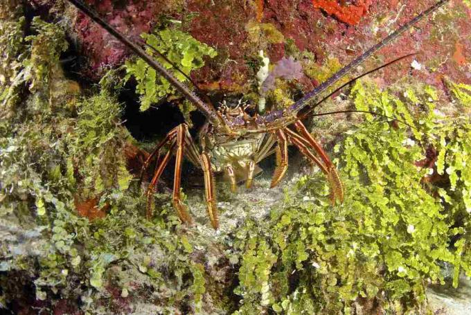 Lobster Berduri Bersembunyi di Karang