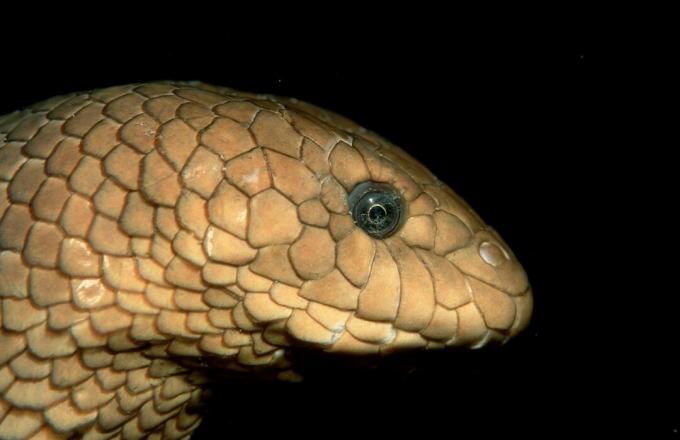 Ular laut zaitun, Hydrophiidae, Samudra Pasifik, Papua Nugini