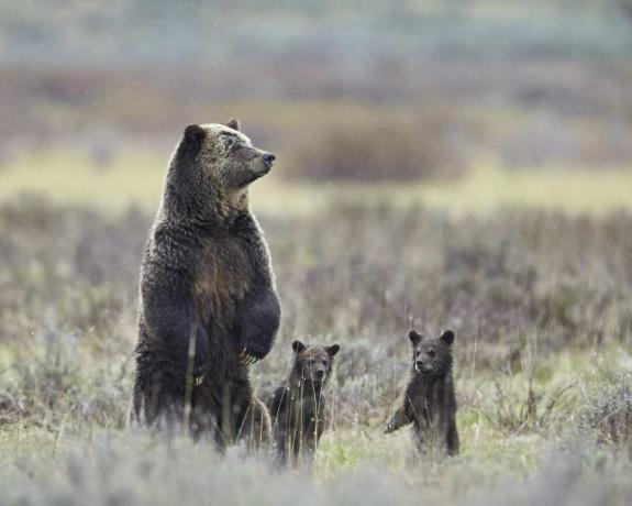 Beruang grizzly (Ursus arctos horribilis) dan dua anaknya setiap tahun berdiri dengan kaki belakangnya, Taman Nasional Yellowstone, Wyoming