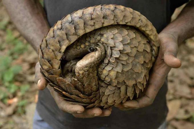 Pangolin di tangan pemburu, berguling ke posisi defensif.