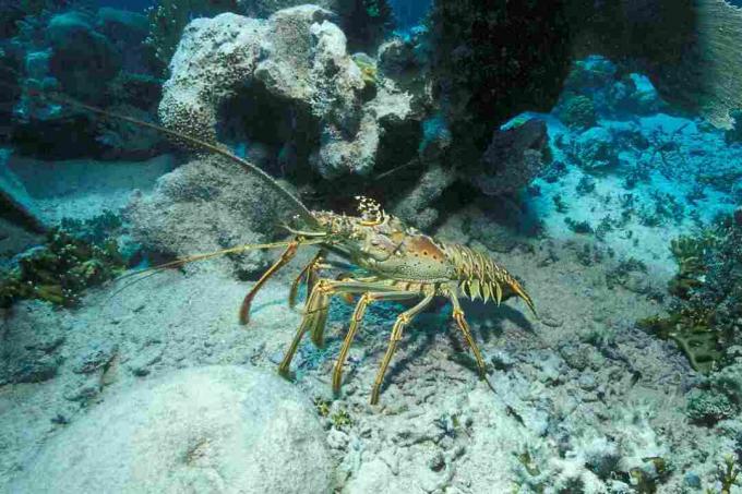 Gambar Lobster Berduri / Borut Furlan / WaterFrame / Getty