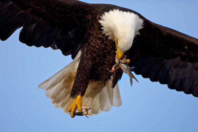 Elang botak (Haliaeetus leucocephalus) terbang dan makan ikan, Homer, Alaska, AS