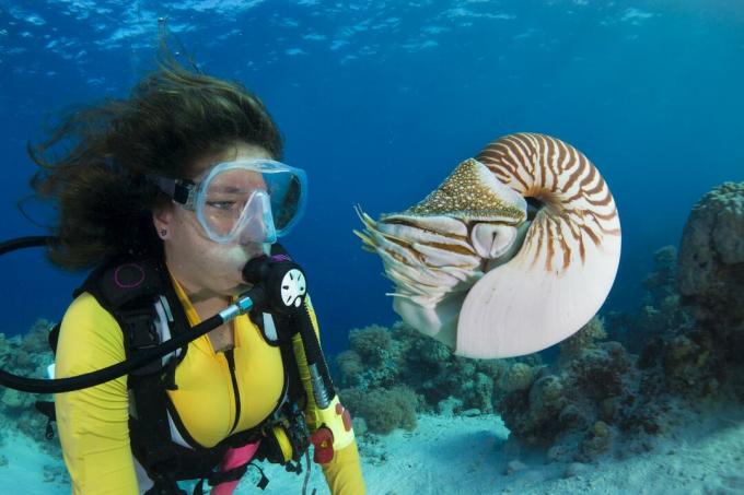 Diver menonton Palau nautilus