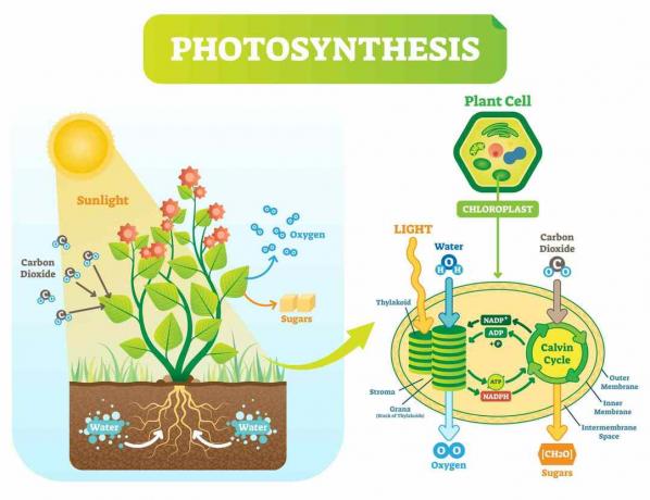 Diagram fotosintesis